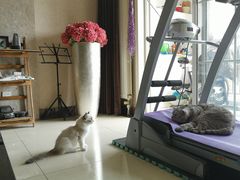 -糯米喵星人总部直营旗舰店·猫舍·幼猫出售