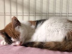 -萌兽医馆·犬猫专科·眼科中心·宠物医院(朝阳门分院)