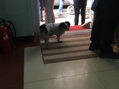 iphone_upload_pic-纳吉亚猫专科动物诊疗中心(蒋宅口分院)