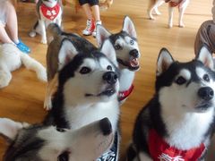 -Husky Go! 哈士奇体验馆·宠物咖啡厅狗咖