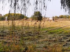 -长兴太湖图影湿地文化园