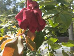 -武清南湖绿博园