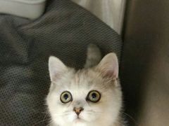 -艾贝尔宠物诊疗