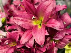 -双季花艺园艺市场(浦东店)