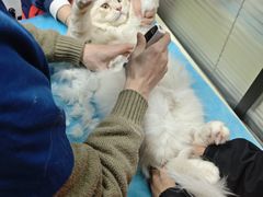 -伟伟宠物医院·CT影像中心·瑞派犬猫综合性门诊(汉口总院)