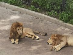 -大连森林动物园