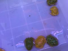 -中环花鸟鱼虫市场
