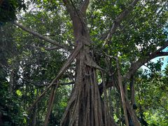 -中国科学院西双版纳热带植物园