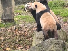 -都江堰中华大熊猫苑
