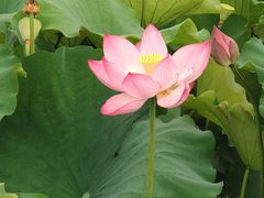 -荷塘月色湿地公园·向阳花洲