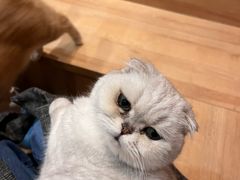 -是阿柴呀！柴犬咖啡·爱喵喵猫咖