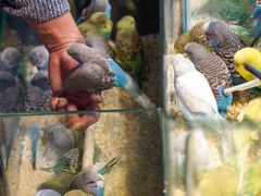 -青石桥花鸟鱼虫市场(叠翠城店)