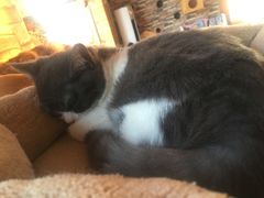 -猫的茶·猫咖