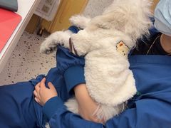-瑞派康怡24h宠物医院·犬猫医疗中心·微创绝育(瑞景分院)