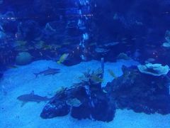 -成都浩海立方海洋公园