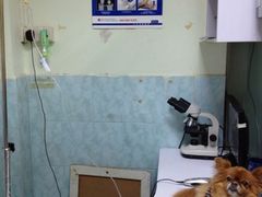 治疗中的囡囡，已明显好转！真的感激涕零！-严国平动物医院(德政总院)