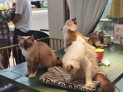 -喵喵咪呀布偶猫咖(春熙路店)
