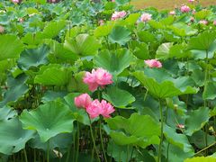 -沐仙湖湿地公园