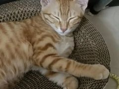 -爱诺耐芙动物医院(万博店)