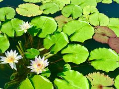 -国家植物园南园