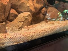 -帕帕拉兹宠物(亚洲旗舰店)