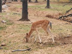 -西安秦岭野生动物园
