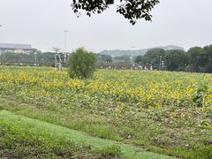 -苏州太湖西山岛开心农场