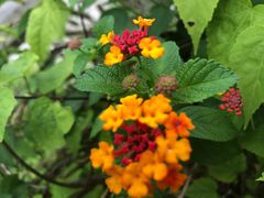 -木洞河街