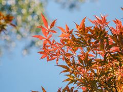 -广州市帽峰山景区