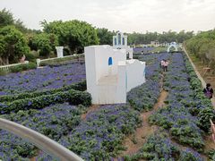 -百万葵园