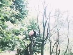 -都江堰中华大熊猫苑