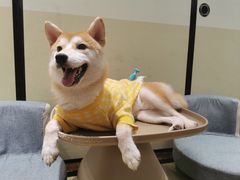 -逗柴咖啡屋·狗咖猫咖宠物桌游