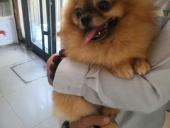 -爱侣宠医·鹦鹉专科·小型哺乳类·异宠专科(灵石路店)