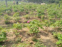 -合肥三国新城遗址公园