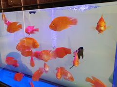 -松鹤楼(狮山永利广场店)