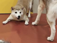 -和它·交个朋友·狗咖猫咖(爱琴海店)
