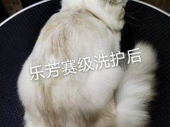 -汪小喵宠物·戴维斯乐芳希施宠馨宝皮毛调理洗护店