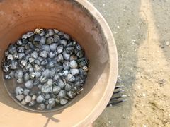 -红树林天天赶海