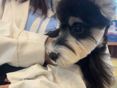 -翊宠yipet猫狗购宠庄园犬舍•猫舍