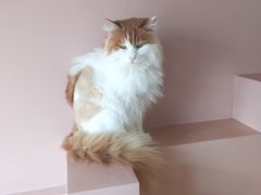 -猫儿山۰猫主题餐厅