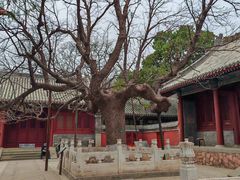 -八大处公园