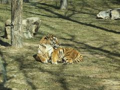 -北京野生动物园