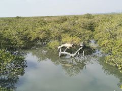 -北海金海湾红树林生态旅游区
