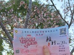 -顾村公园