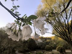 -上海共青森林公园