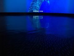 -同济大学四平路校区深海探索馆