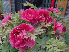 -合肥滨湖国家森林公园