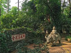 -金花茶公园