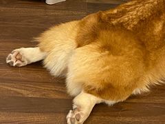 -柯斗斗主题餐厅·狗咖·围炉煮茶·茶饮(国瑞升平里店)