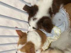 -共舞时光猫咖·狗咖(新街口店)